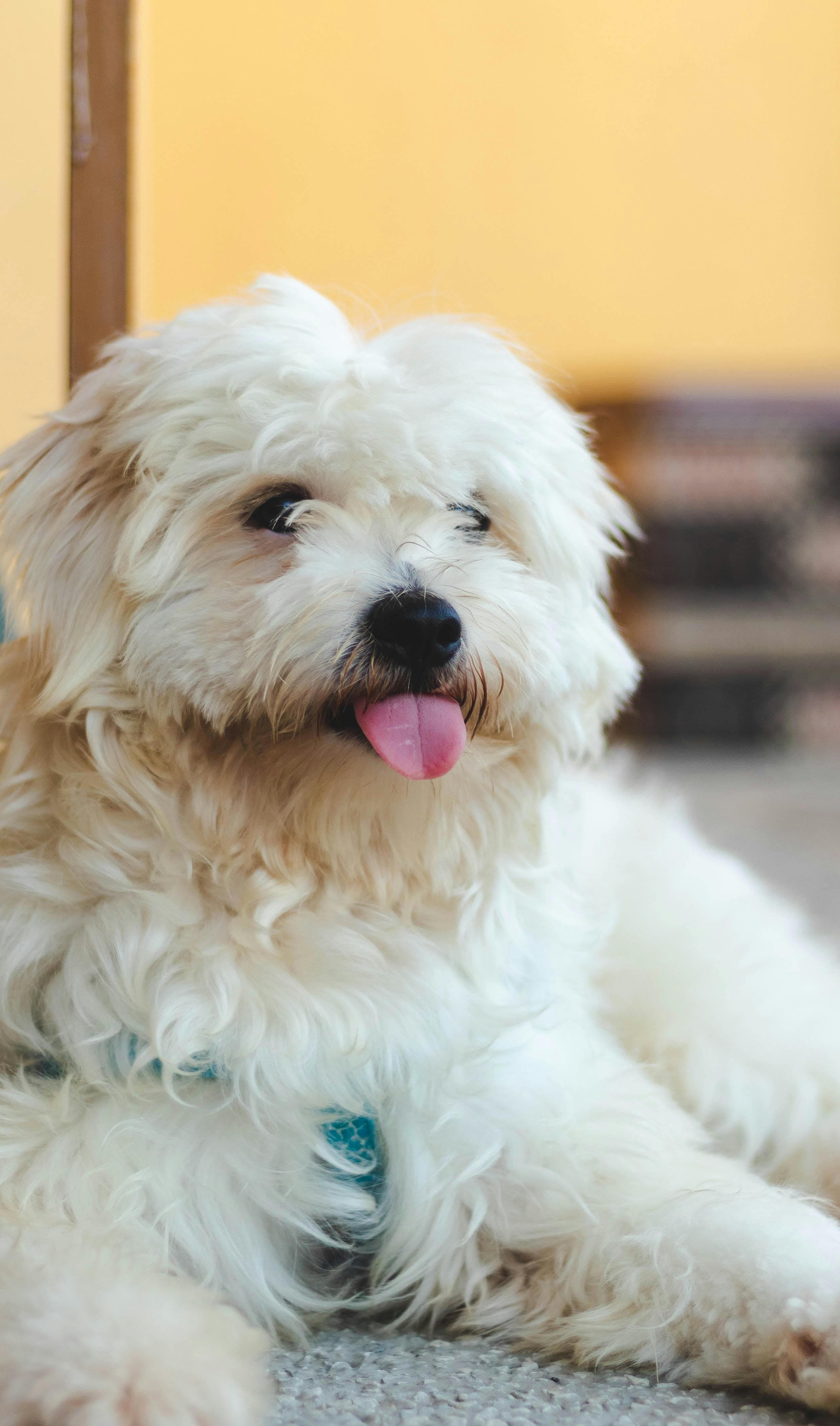 Grilled Chicken Steak